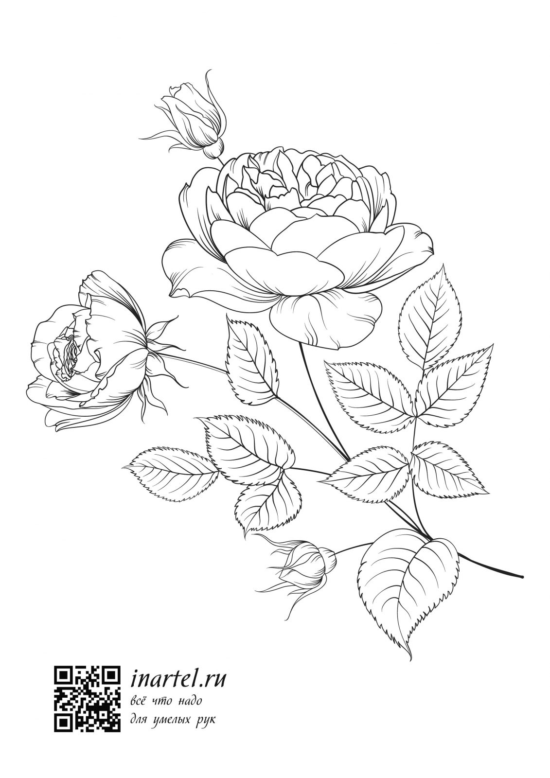 Раскраска цветка розы для печати
