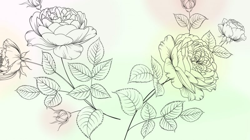 Розы — раскраска для печати